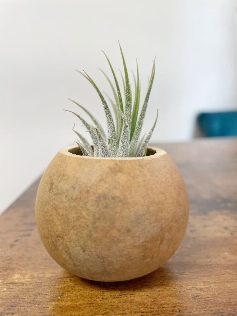 Easy to care for air plant in a dried gourd
