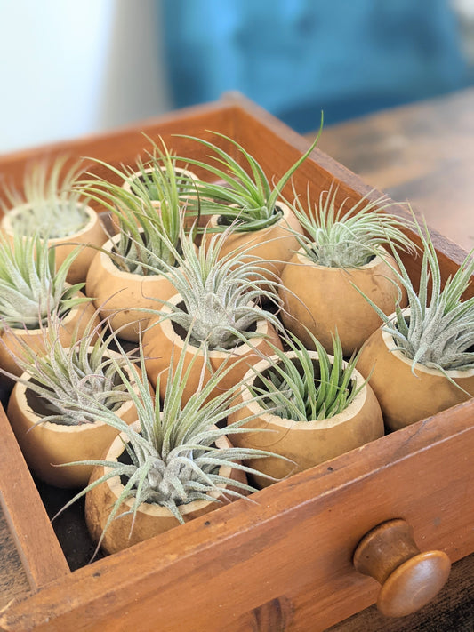 Easyto care for air plant in a dried gourd