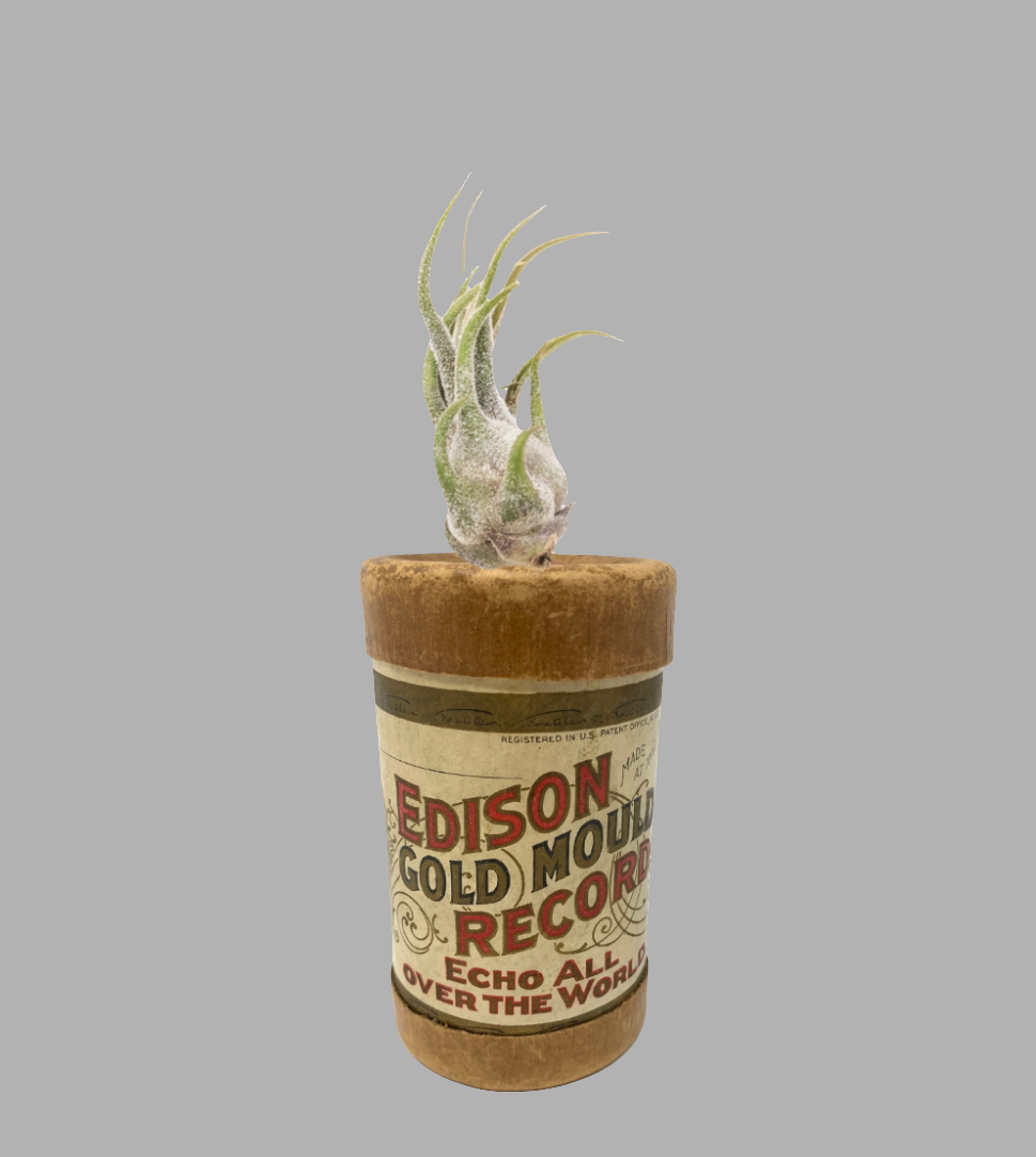 Edison Record Air Plant